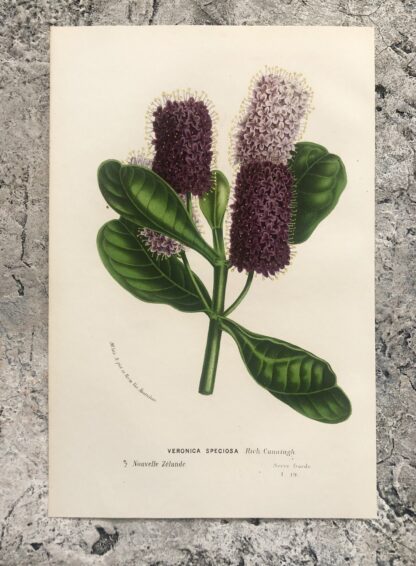 Botanisk plansch i original ur Flore des serres et des jardins de l’Europe: VERONICA SPECIOSA