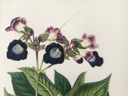 Botanisk plansch i original ur Flore des serres et des jardins de l’Europe: CHIRITA ZEYLANICA