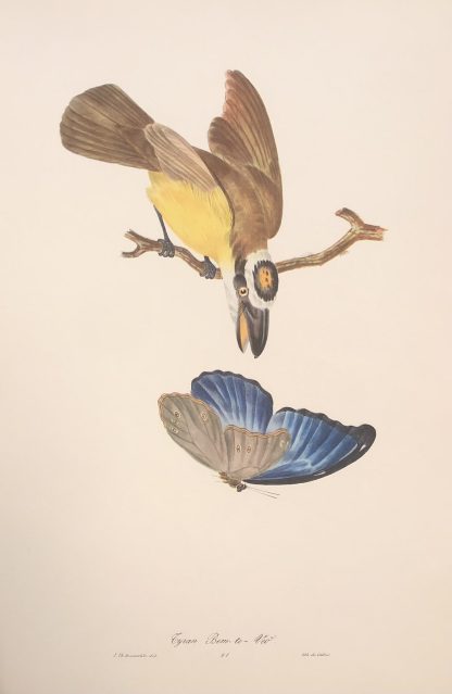 Färglitografisk plansch med exotisk fågel av Descourtilz BÅTNÄBBSTYRANN, Boat-billed flycatcher - Megarynchus pitangua