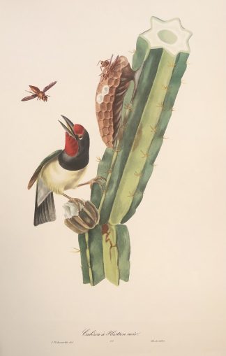 Färglitografisk plansch med exotisk fågel av Descourtilz SVARTFLÄCKIG BARBETT, Black-spotted barbet - Capito niger