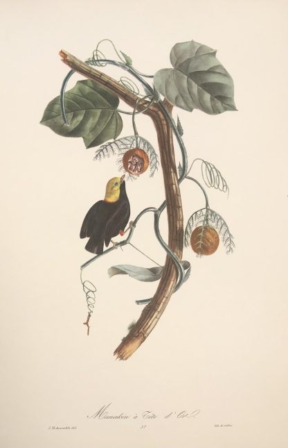 Färglitografisk plansch med exotisk fågel av Descourtilz GYLLENHUVAD MANAKIN, Golden-headed manakin - Ceratopipra erythrocephala