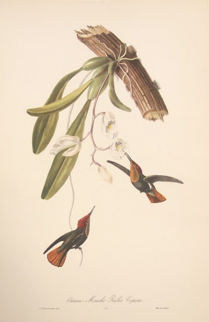TOPASKOLIBRI, Ruby-topaz hummingbird - Chrysolampis mosquitus