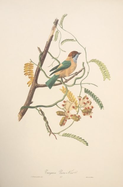 Färglitografisk plansch med exotisk fågel av Descourtilz ISABELLATANGARA, Burnished-buff tanager - Stilpnia cayana