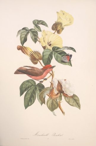 Färglitografisk plansch med exotisk fågel av Descourtilz RUBINTYRANN, Scarlet flycatcher - Pyrocephalus rubinus