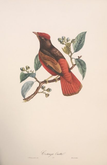 Färglitografisk plansch med exotisk fågel av Descourtilz GUYANARÖDKOTINGA, Guianan red cotinga - Phoenicircus carnifex
