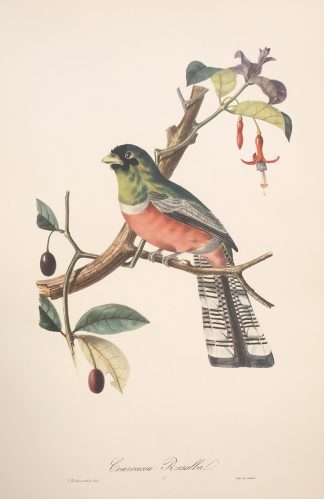 Färglitografisk plansch med exotisk fågel av Descourtilz HALSBANDSTROGON, Collared trogon - Trogon collaris