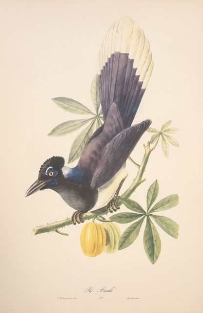 Färglitografisk plansch med exotisk fågel av Descourtilz Plyschtofsskrika, Plush-crested jay - Cyanocorax chrysops