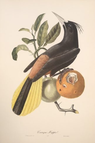Färglitografisk plansch med exotisk fågel av Descourtilz ORIENTGYLLING, Black-hooded Oriole - Oriolus xanthornus