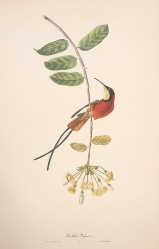 Färglitografisk plansch med exotisk fågel av Descourtilz TOPASKOLIBRI, Ruby-topaz Hummingbird - Chrysolampis mosquitus