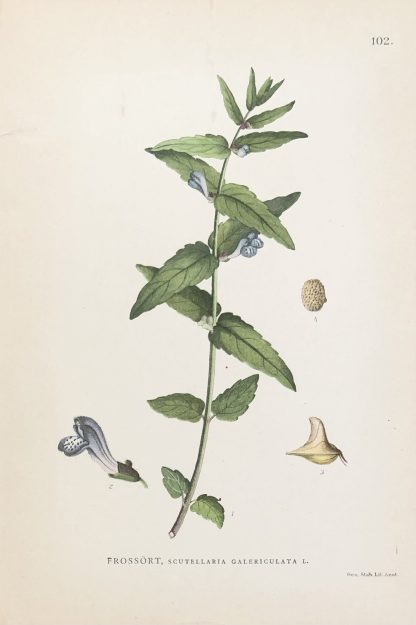 Botanisk plansch: FROSSÖRT, Marsh skullcap - Scutellaria galericulata Nordens Flora 1905 nr.102