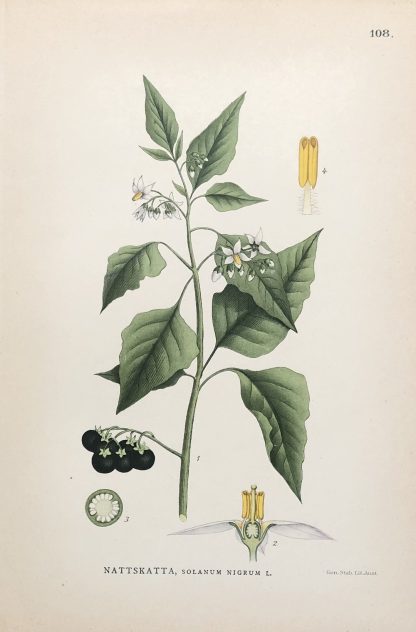 Botanisk plansch: NATTSKATTA, Black nightshade - Solanum nigrum Nordens Flora 1905 nr. 108