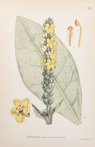 Botanisk plansch: KUNGSLJUS, Common mullein - Verbascum thapsus Nordens Flora 1905 nr. 111