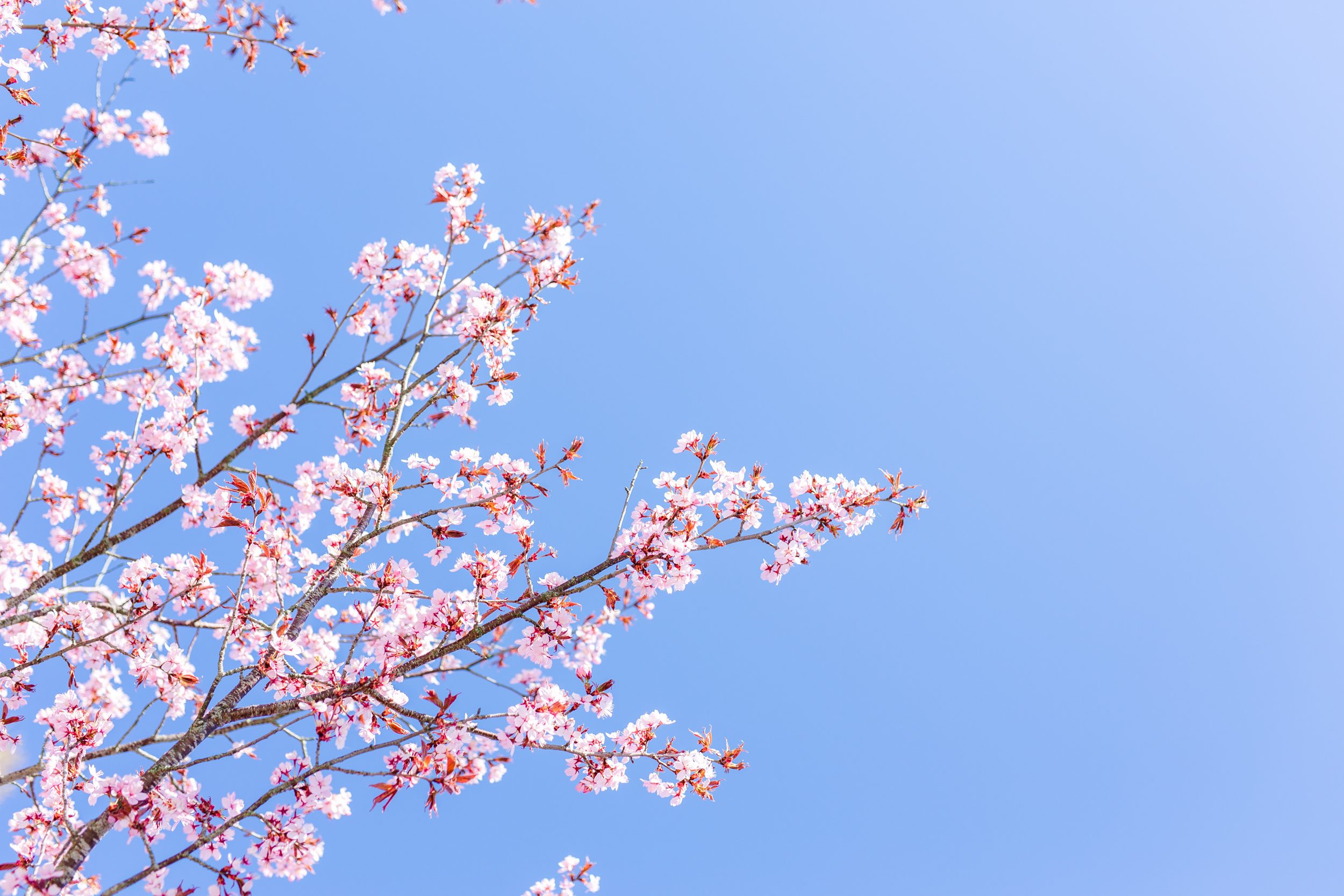 Rosa körsbärsblommor med blå himmel bakom