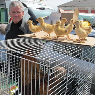 FOIRE AUX OISONS