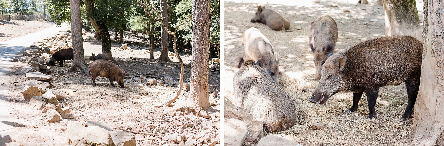 Visite du domaine des Grottes de Han en safari-car