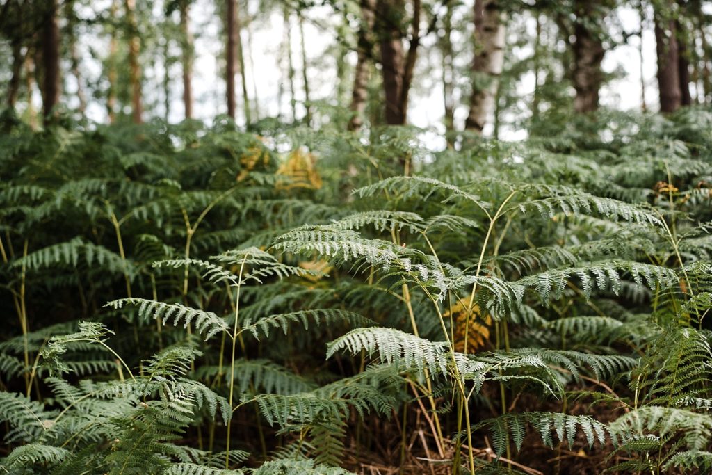 9km en forêt pour les ruines de Villers-la-ville 32