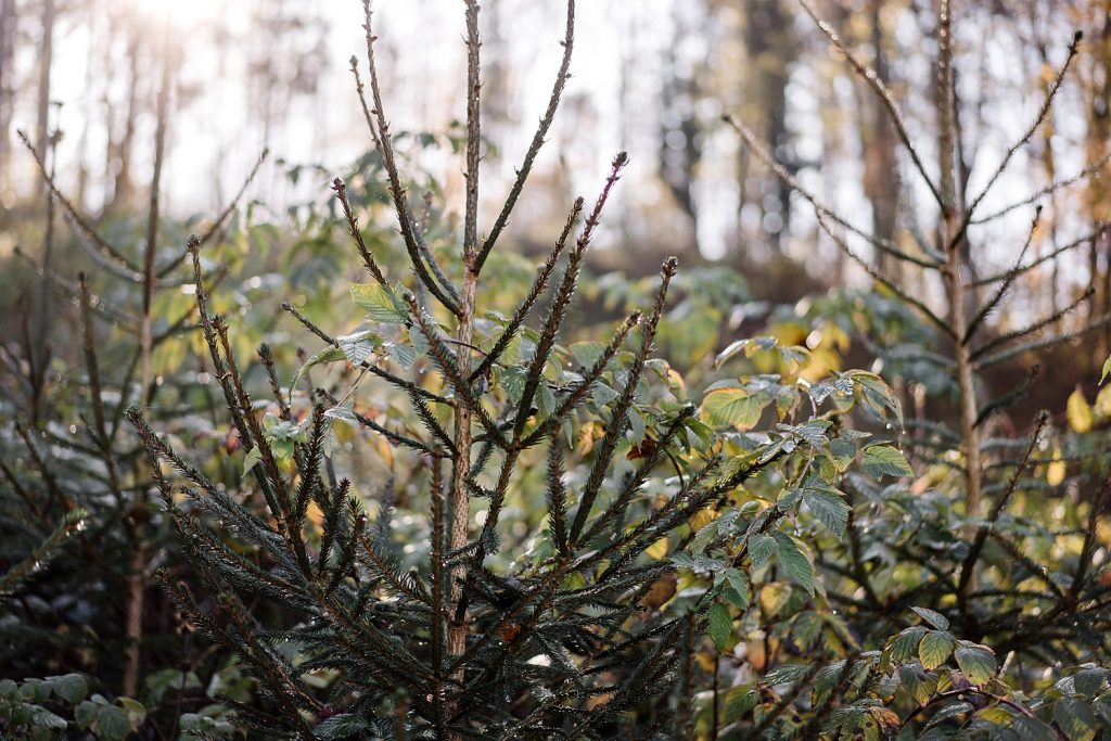 Malmedy totemus Ardennes Belgique Randonnée famille