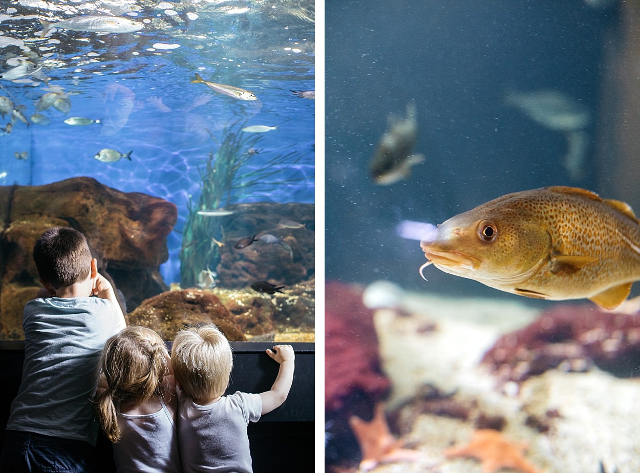 Nausicaa aquarium Boulogne sur mer France