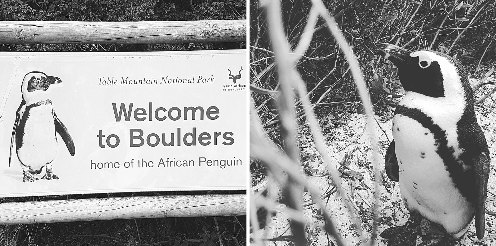 Cape Town Boulders beach manchots Afrique du sud