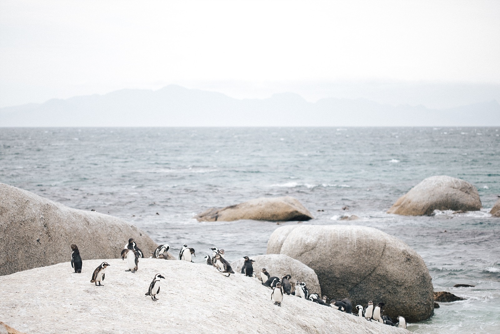 Cape Town Boulders beach manchots Afrique du sud