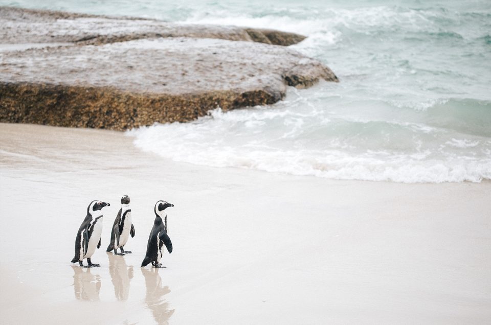 Cape Town avec Mystery travel – Boulders beach & Cap de bonne Espérance