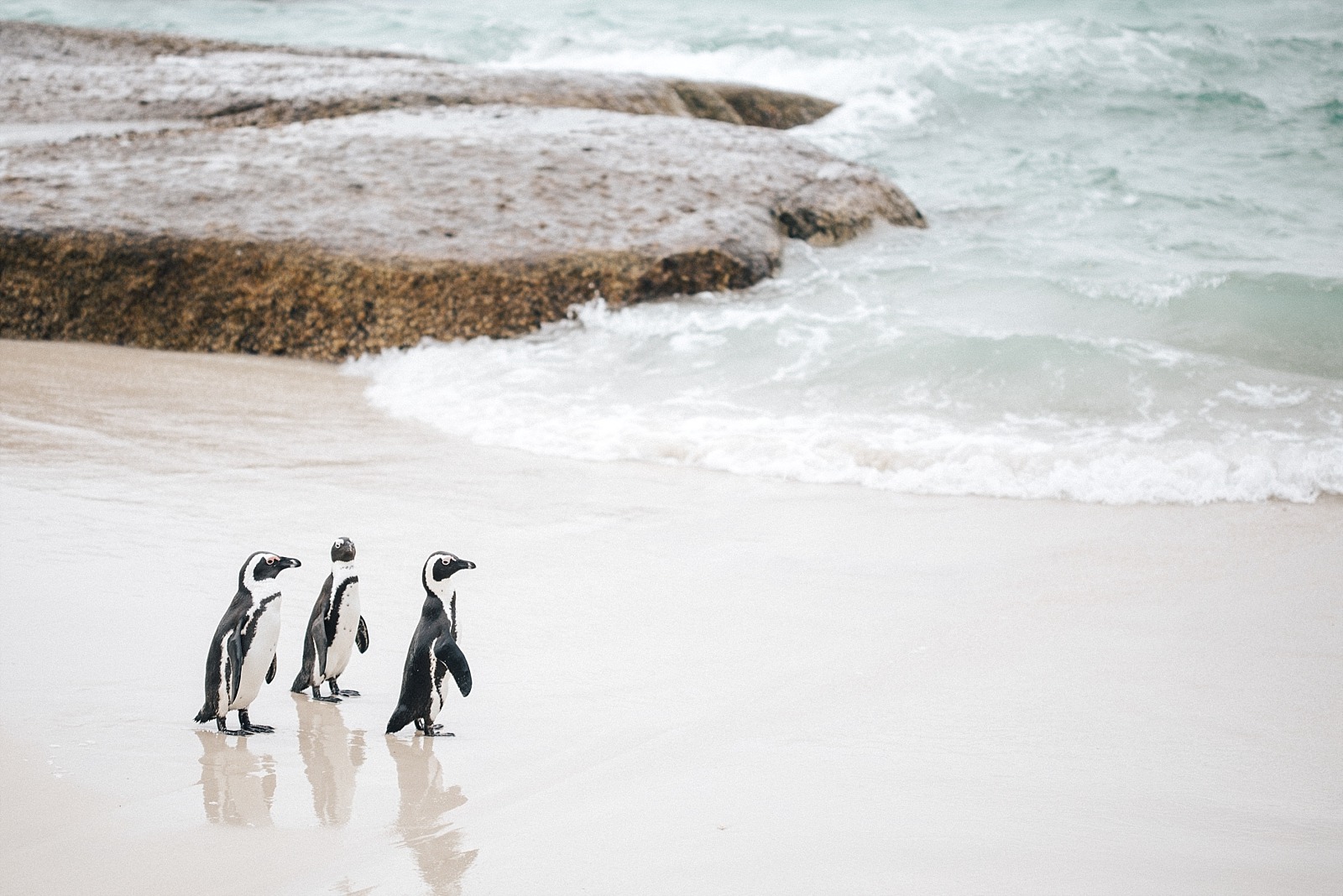 Cape Town Boulders beach manchots Afrique du sud