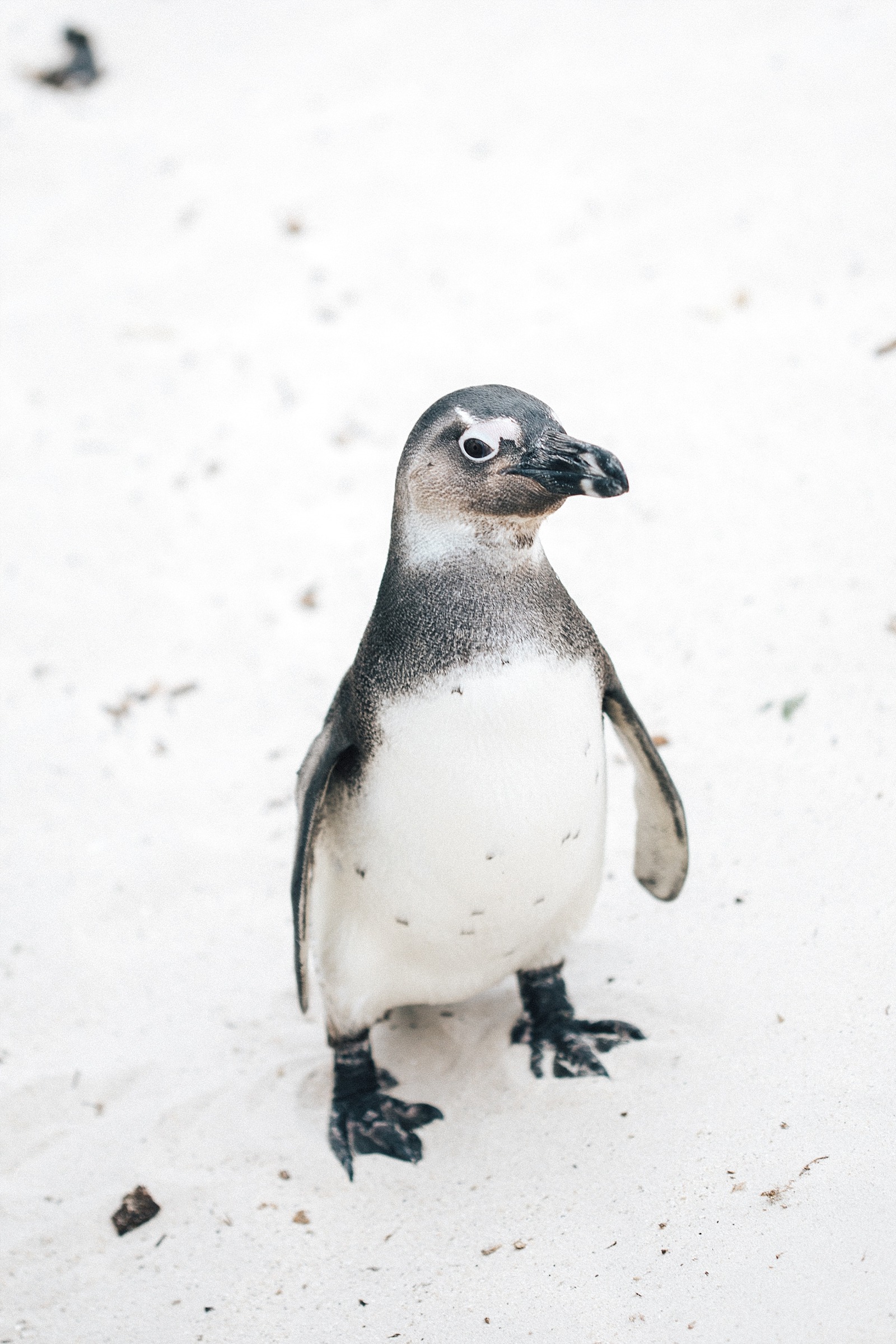 Cape Town Boulders beach manchots Afrique du sud