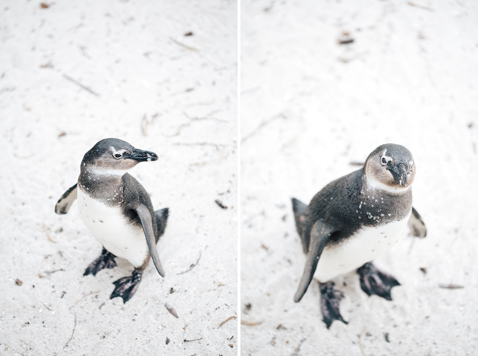 Cape Town Boulders beach manchots Afrique du sud