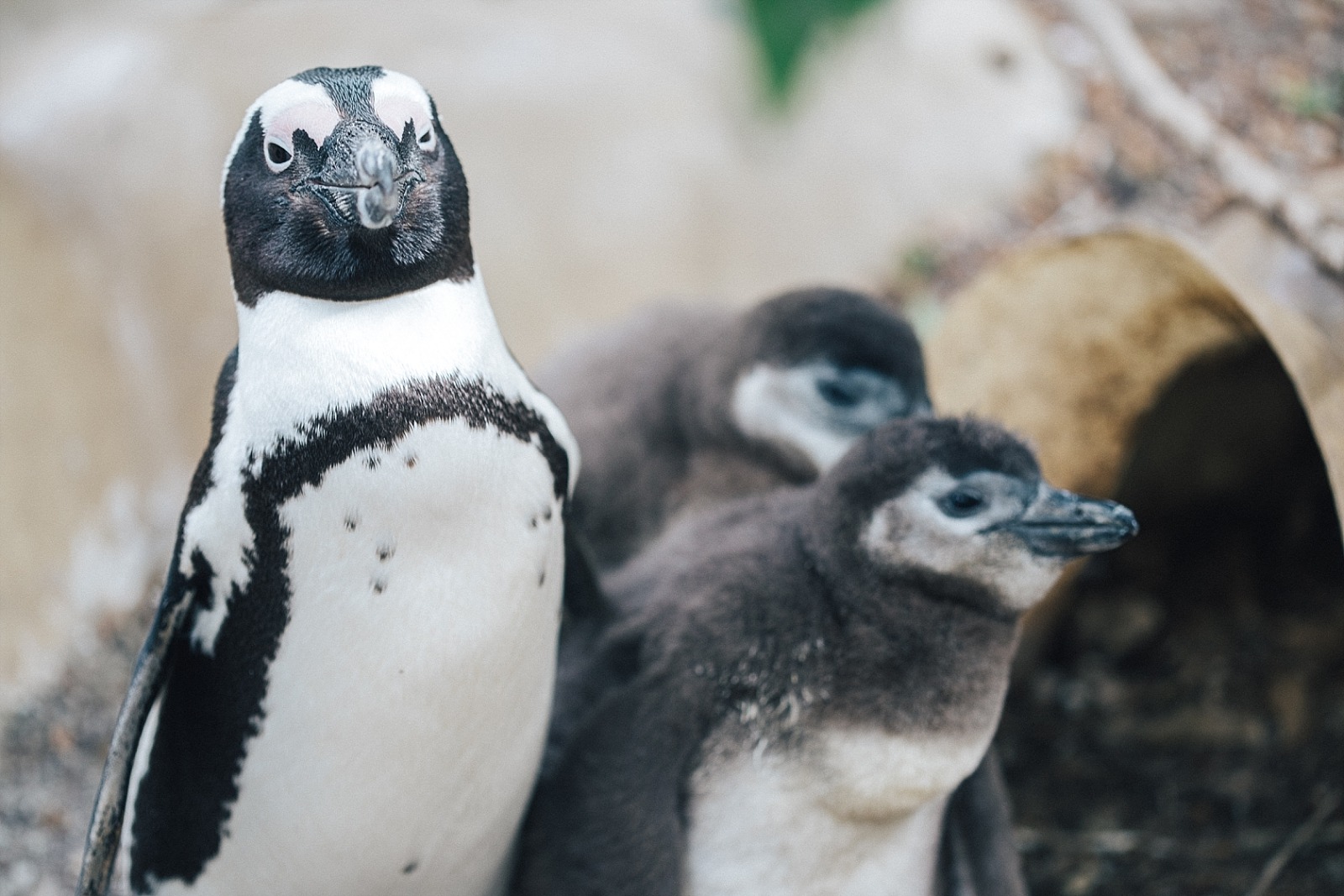 Cape Town Boulders beach manchots Afrique du sud