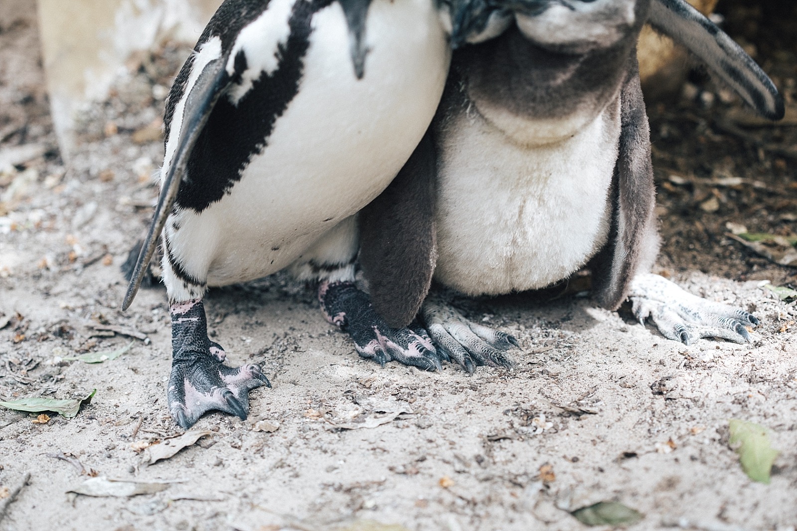 Cape Town Boulders beach manchots Afrique du sud