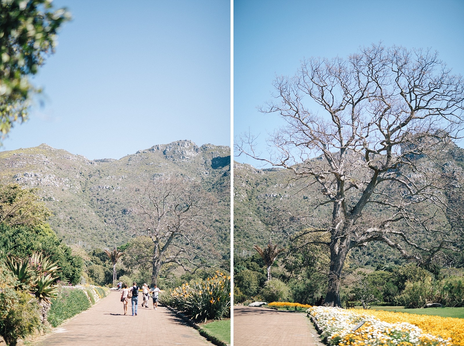 Jardin botanique de Kirstenbosch Cape town afrique du sud