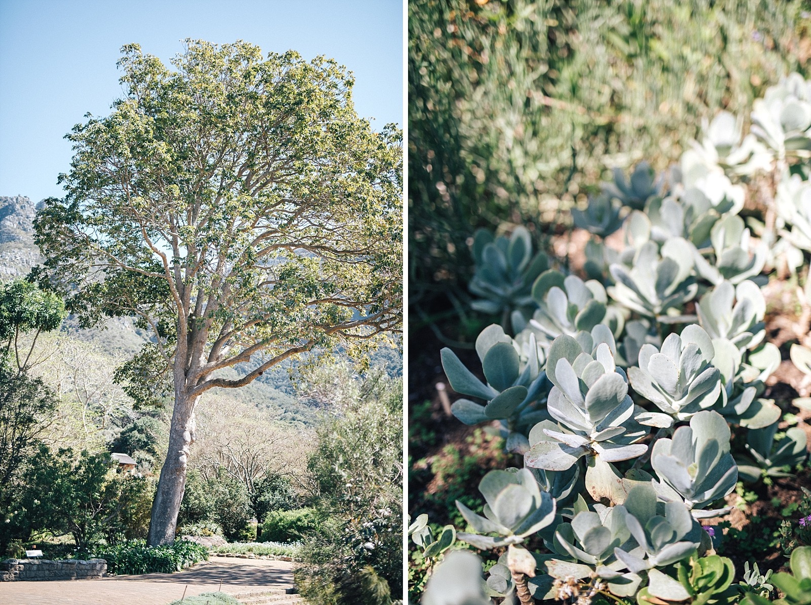 Jardin botanique de Kirstenbosch Cape town afrique du sud