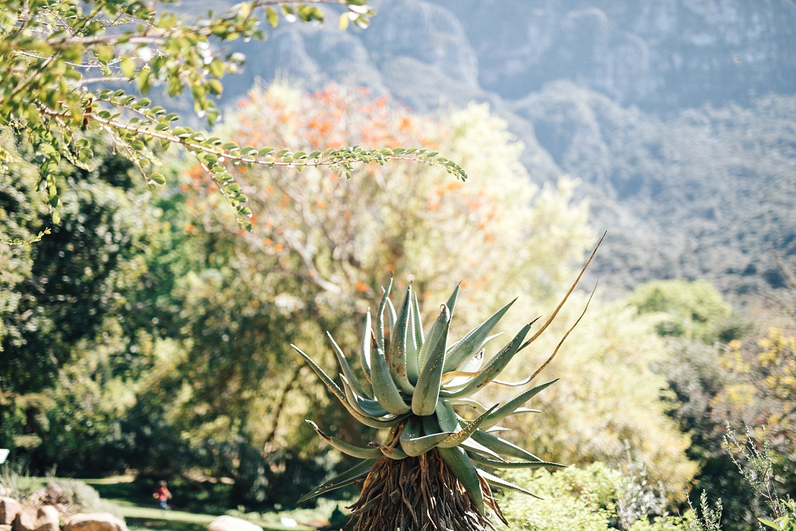 Jardin botanique de Kirstenbosch Cape town afrique du sud