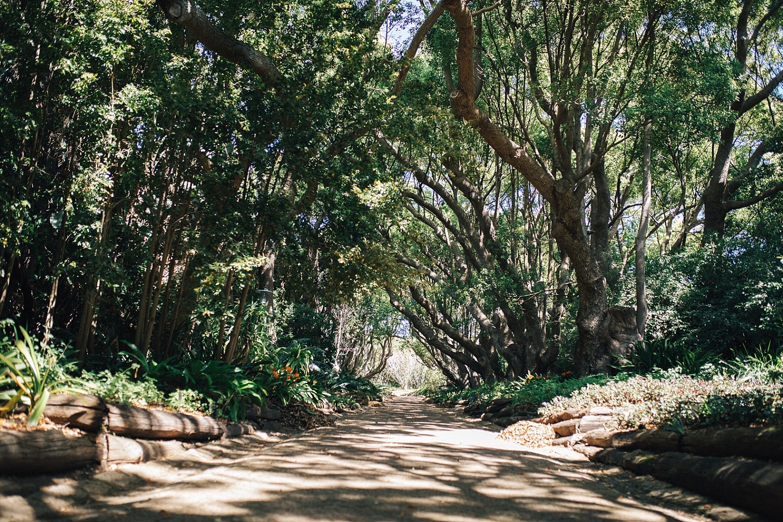 Jardin botanique de Kirstenbosch Cape town afrique du sud