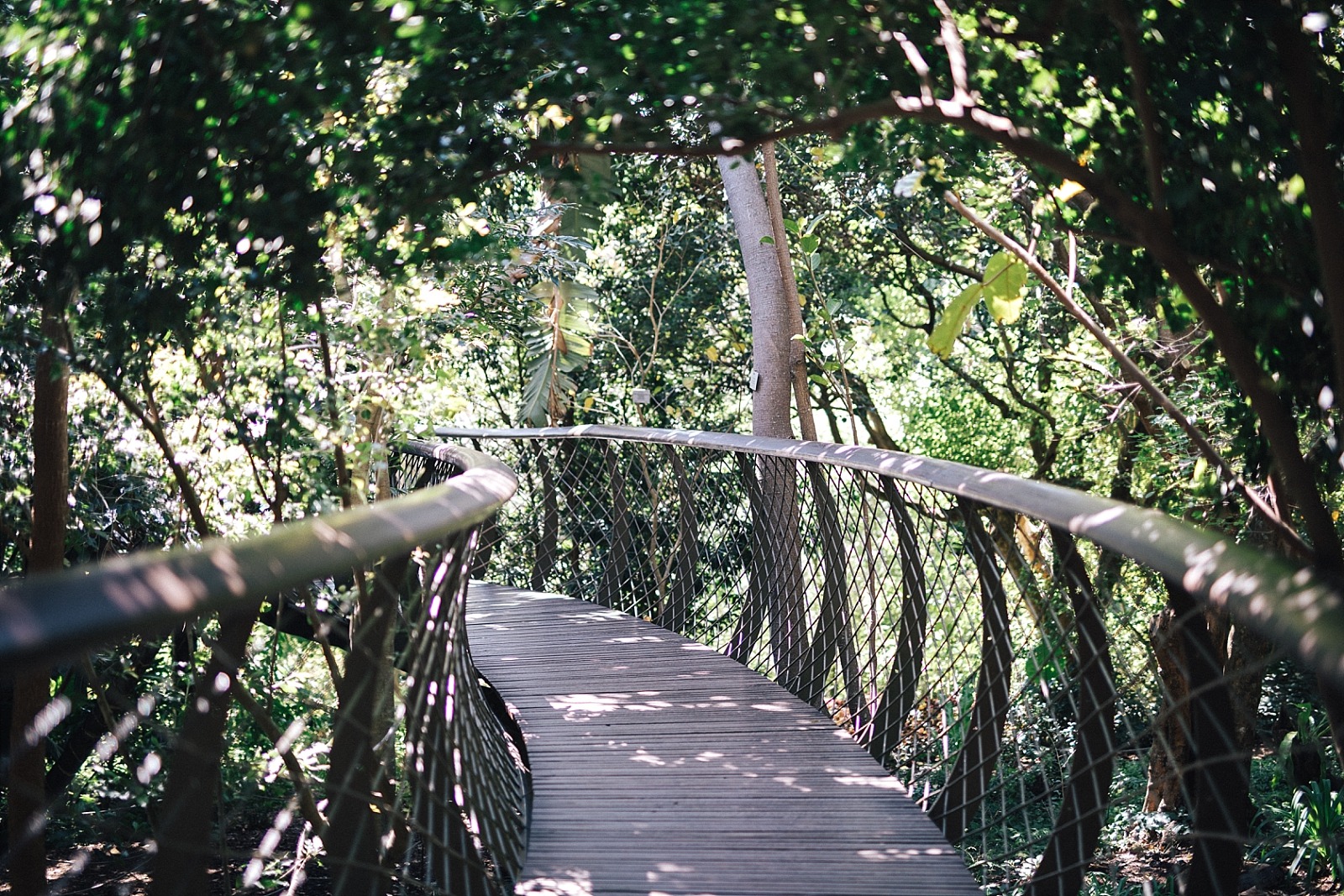 Jardin botanique de Kirstenbosch Cape town afrique du sud