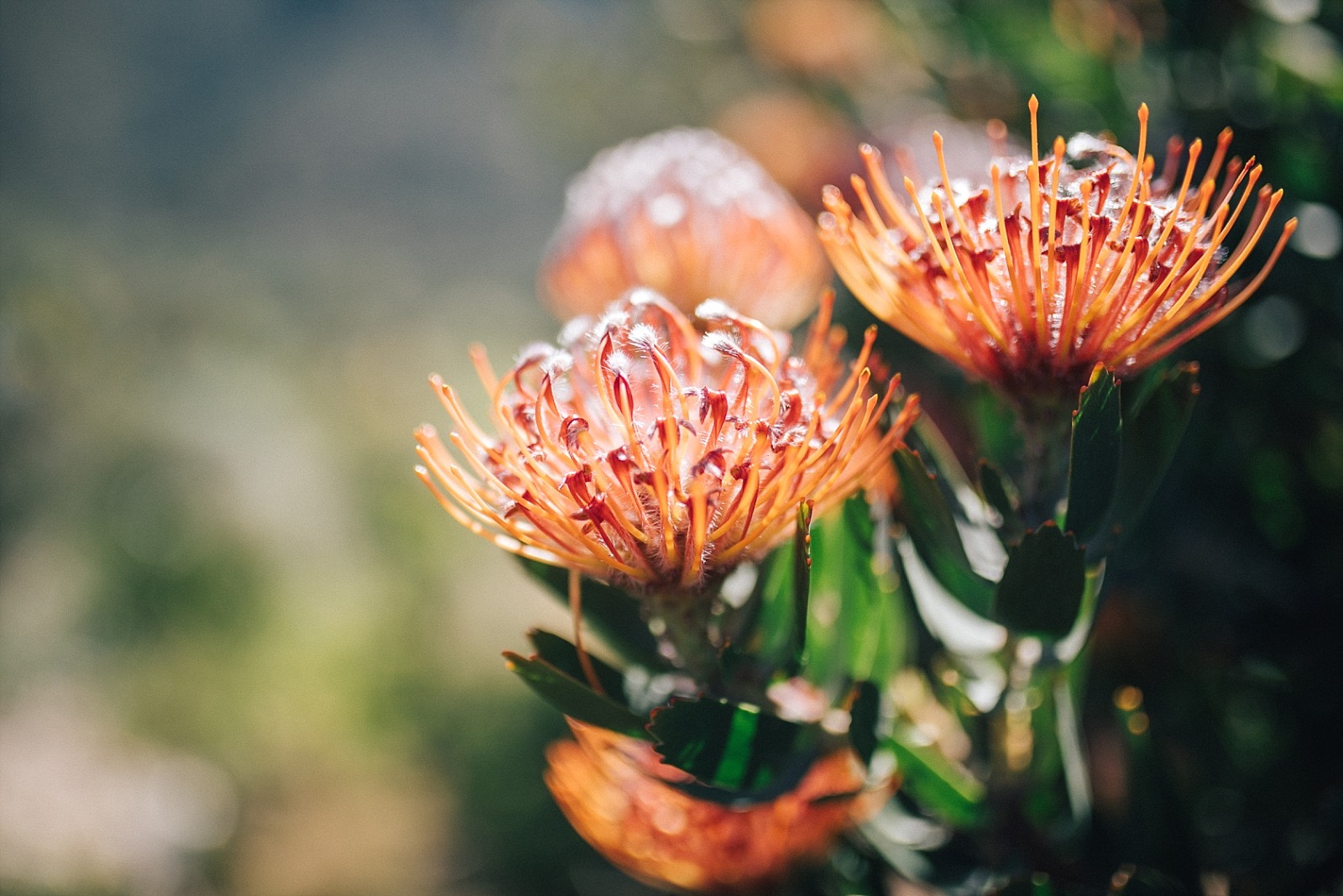 Jardin botanique de Kirstenbosch Cape town afrique du sud