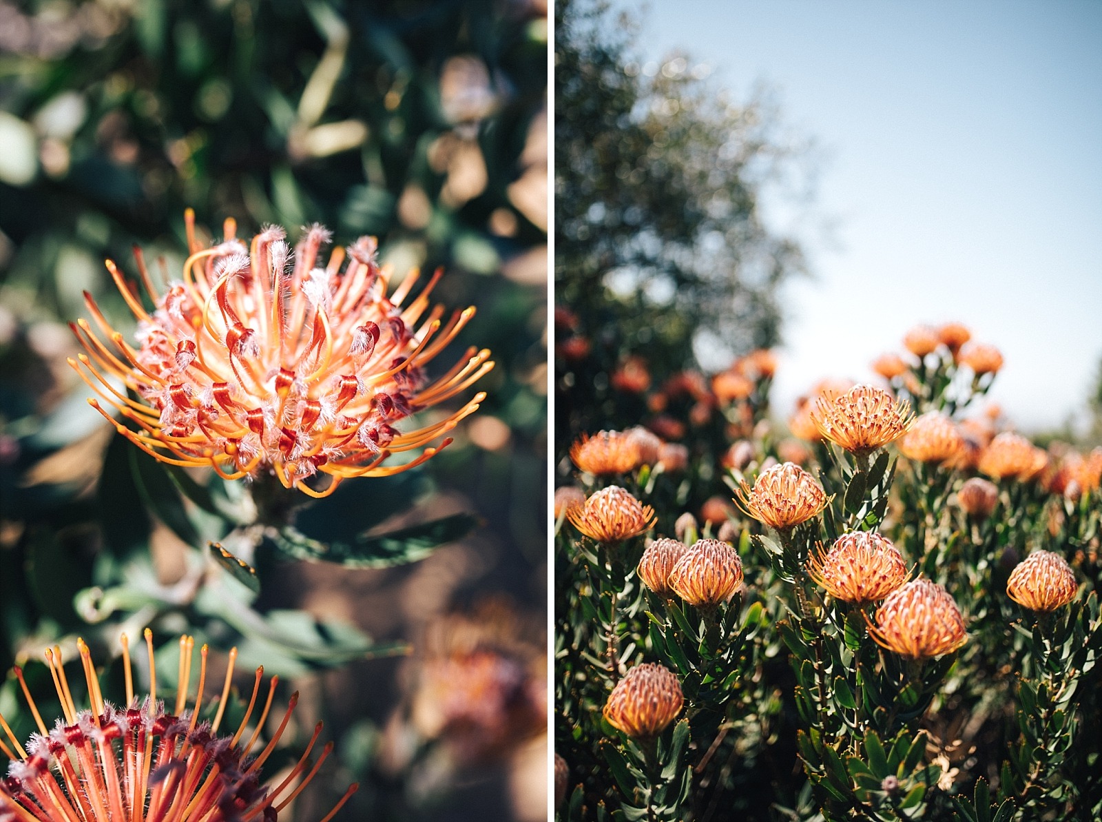 Jardin botanique de Kirstenbosch Cape town afrique du sud