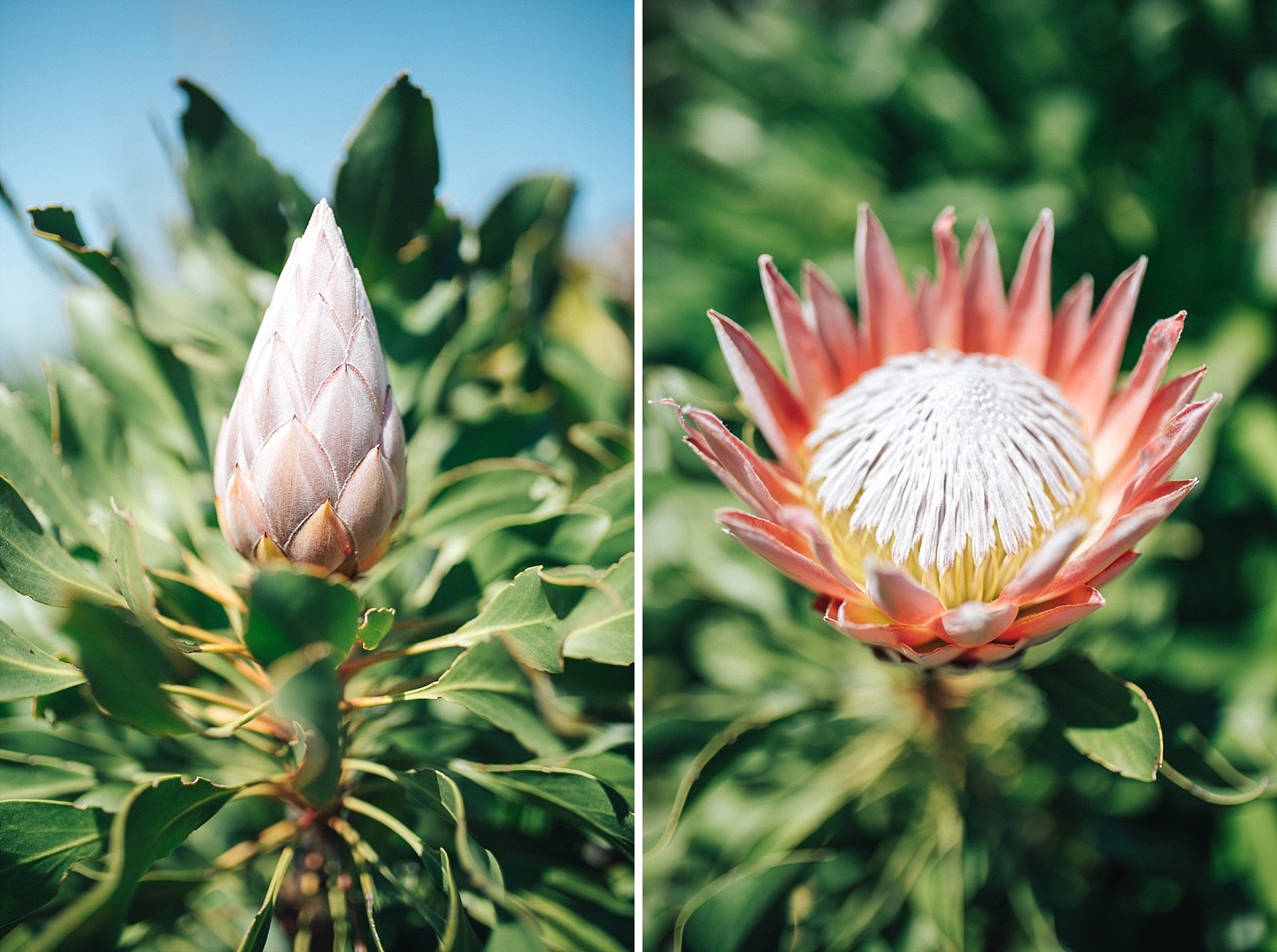 Jardin botanique de Kirstenbosch Cape town afrique du sud