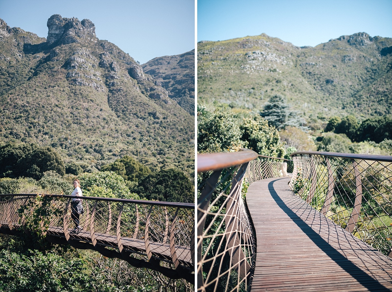 Jardin botanique de Kirstenbosch Cape town afrique du sud