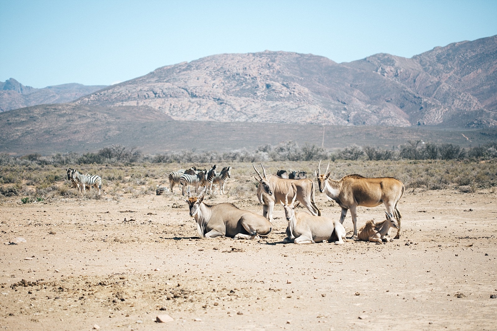 réserve d' Inverdoorn Cape town afrique du sud