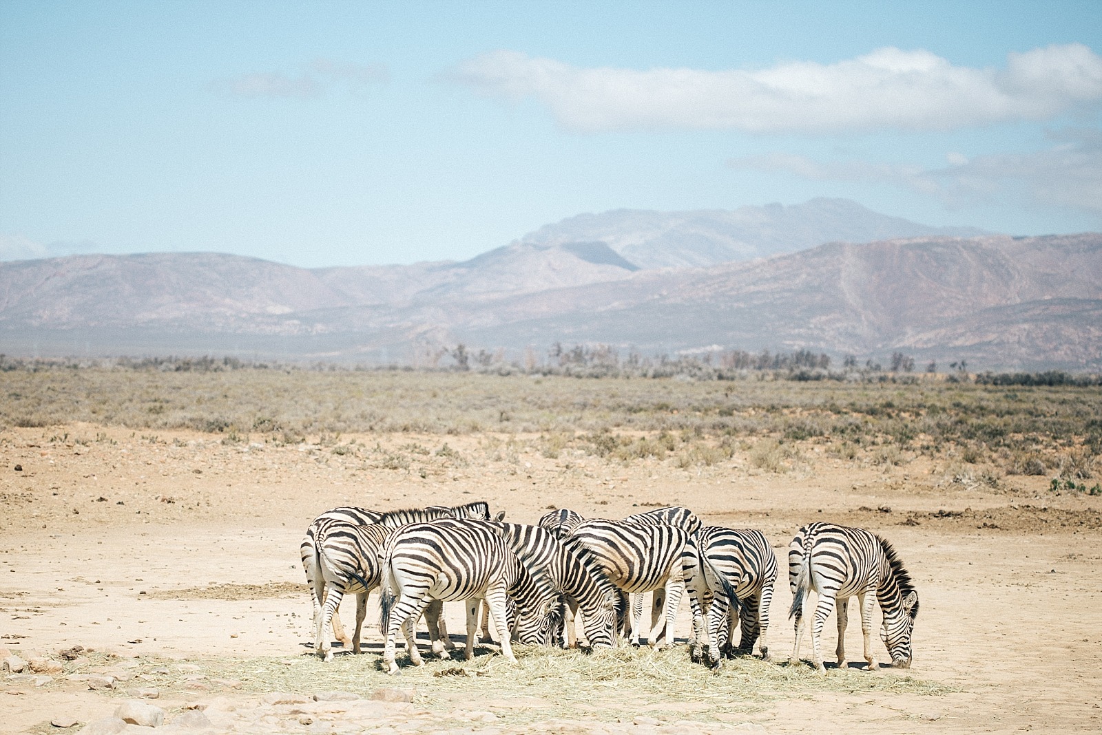 réserve d' Inverdoorn Cape town afrique du sud