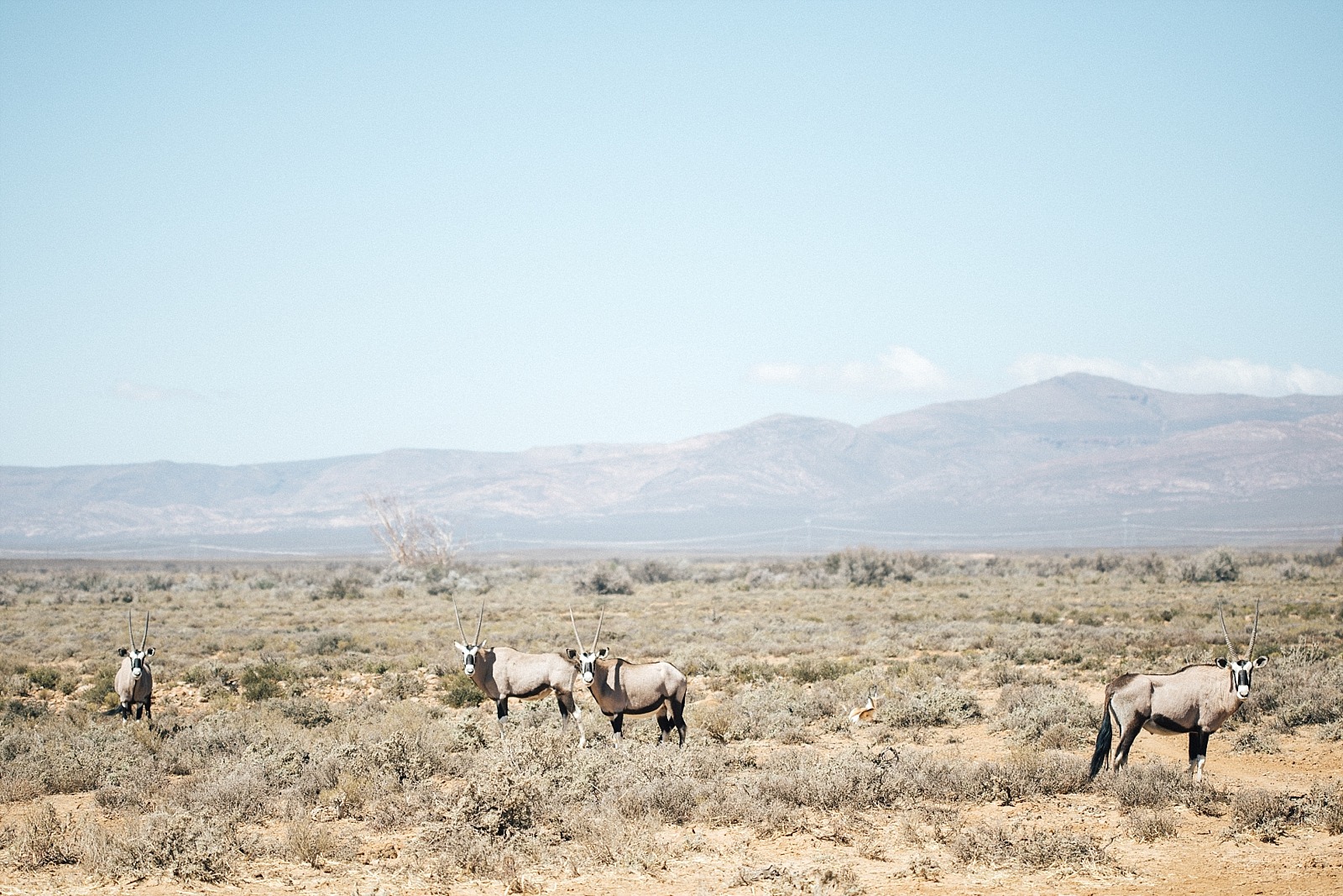 réserve d' Inverdoorn Cape town afrique du sud