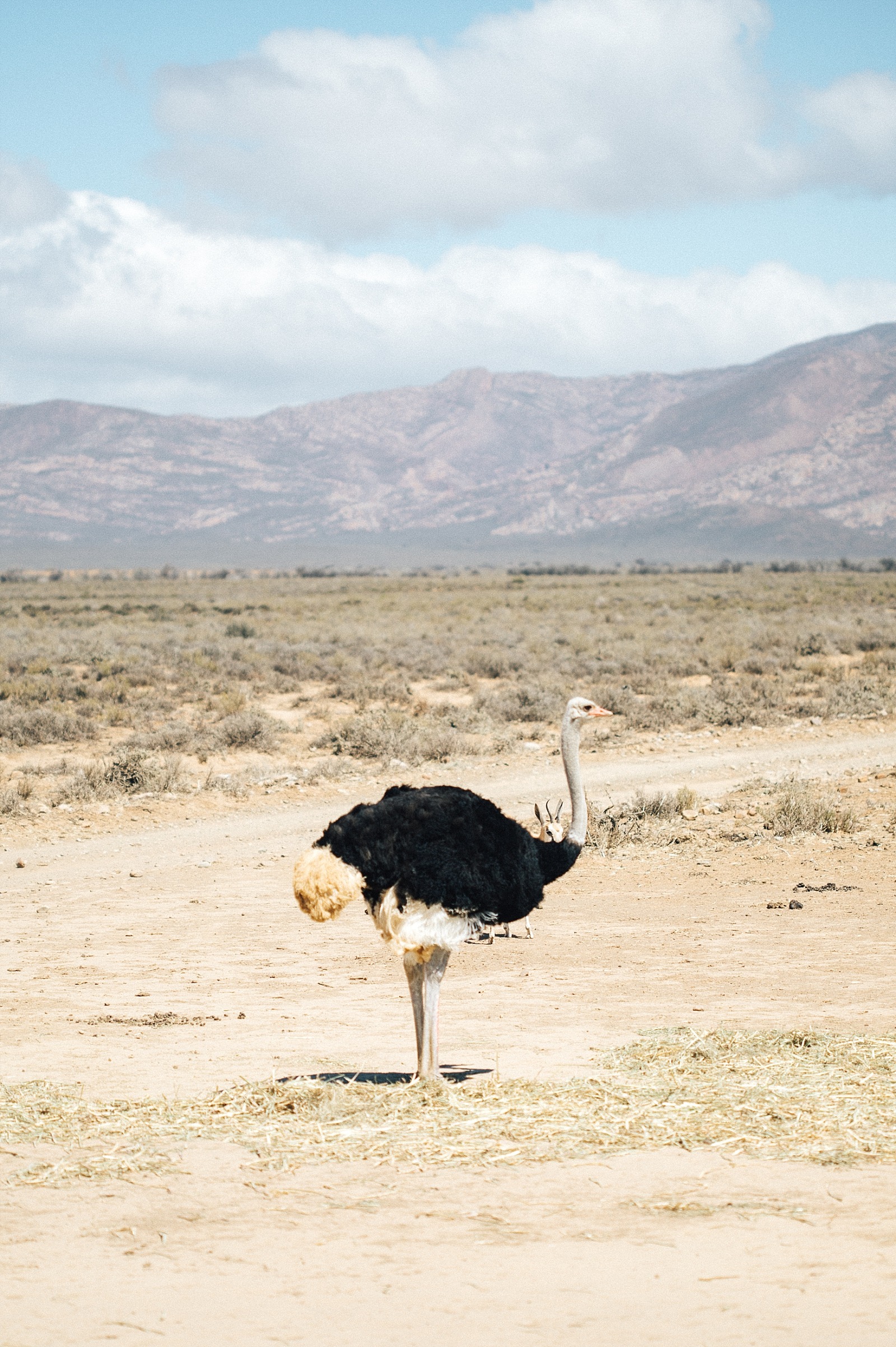 réserve d' Inverdoorn Cape town afrique du sud