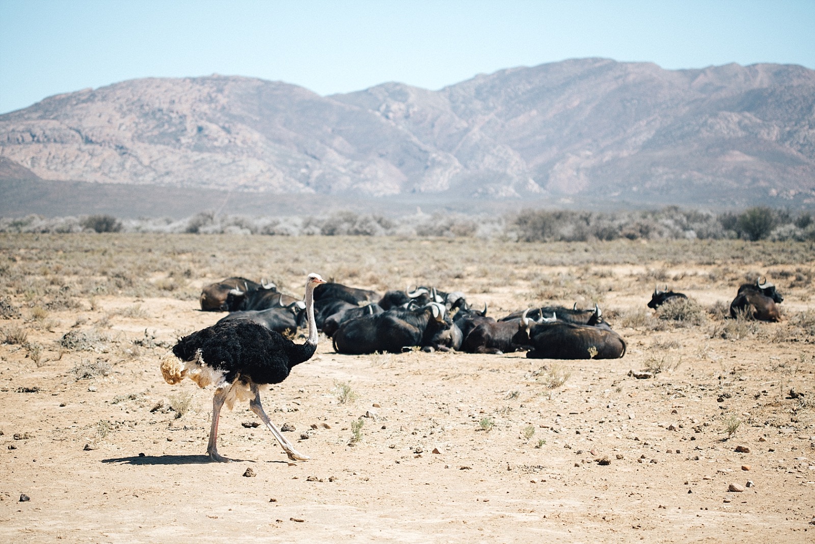 réserve d' Inverdoorn Cape town afrique du sud