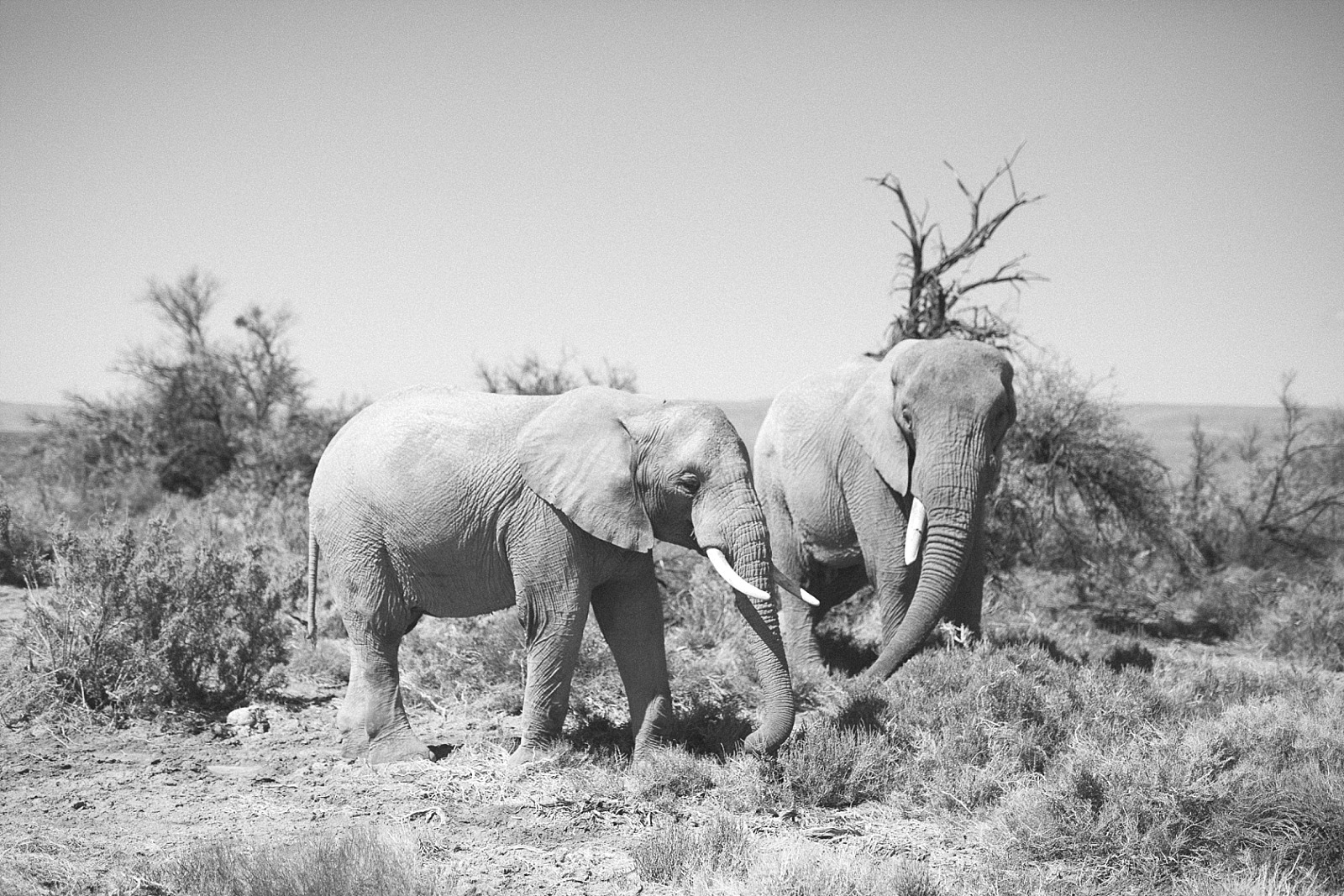 réserve d' Inverdoorn Cape town afrique du sud