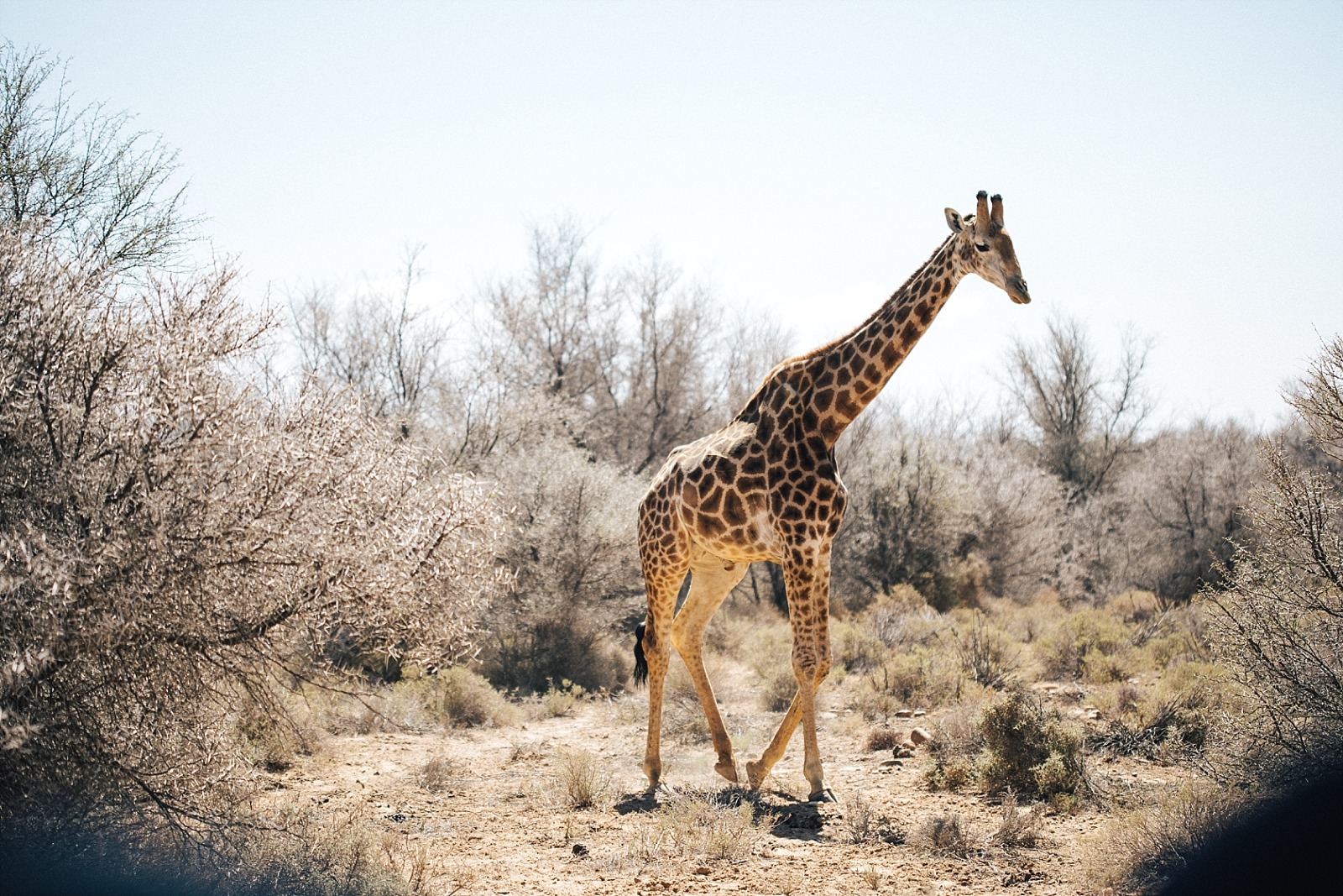 réserve d' Inverdoorn Cape town afrique du sud