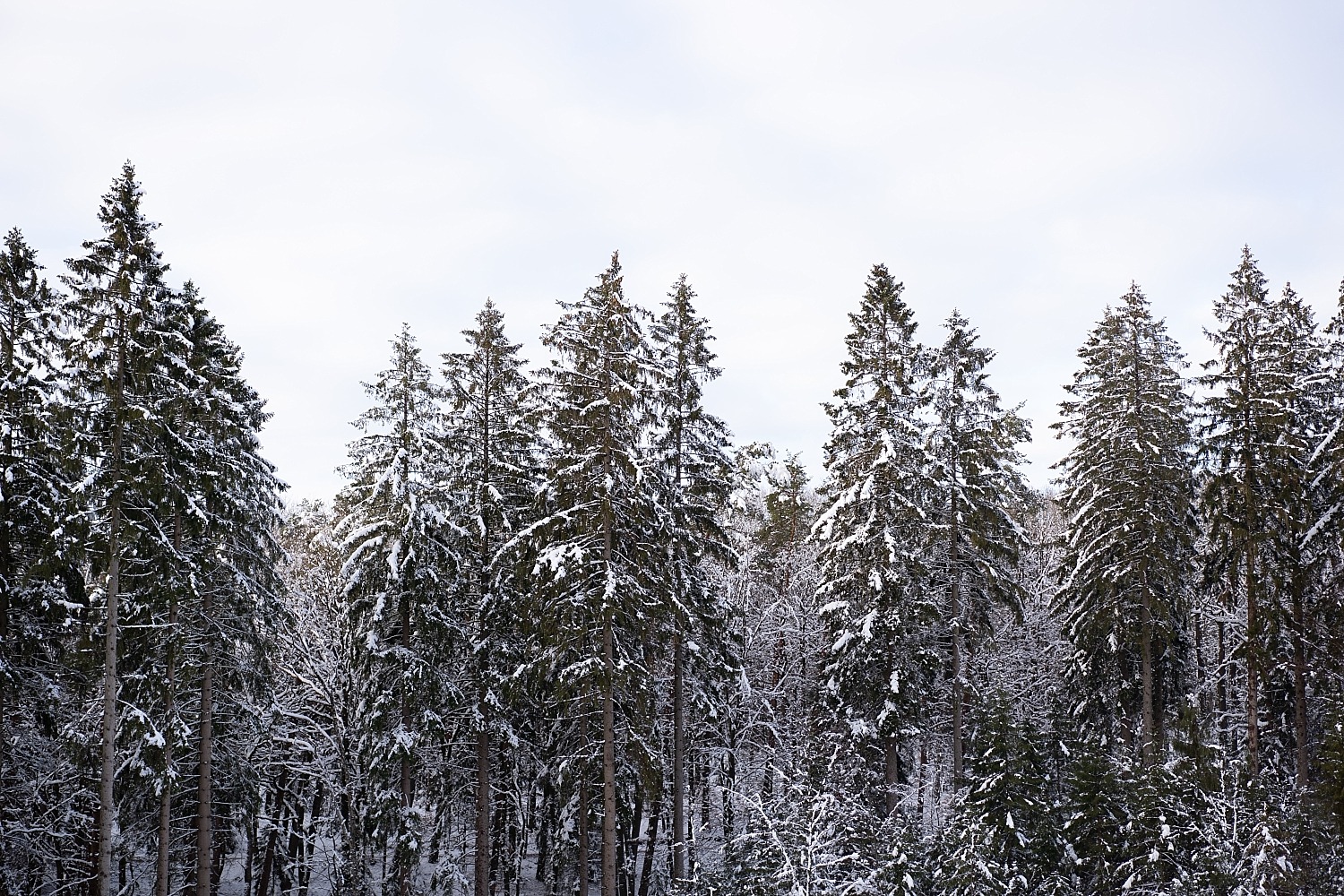 Cantons de l'est lac eupen randonnée neige Belgique barrage vesdre forêt hertogenwald