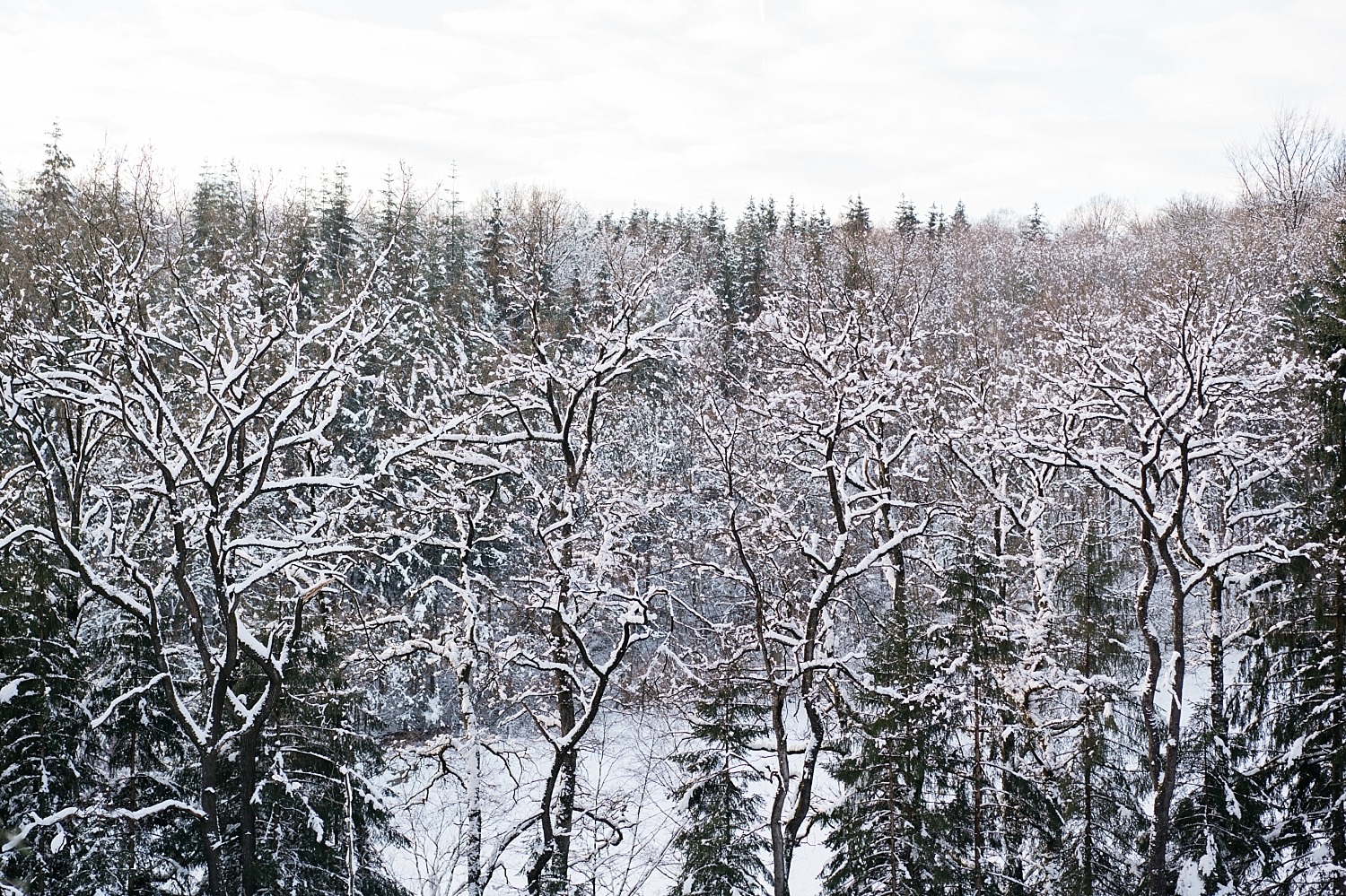 Cantons de l'est lac eupen randonnée neige Belgique barrage vesdre forêt hertogenwald