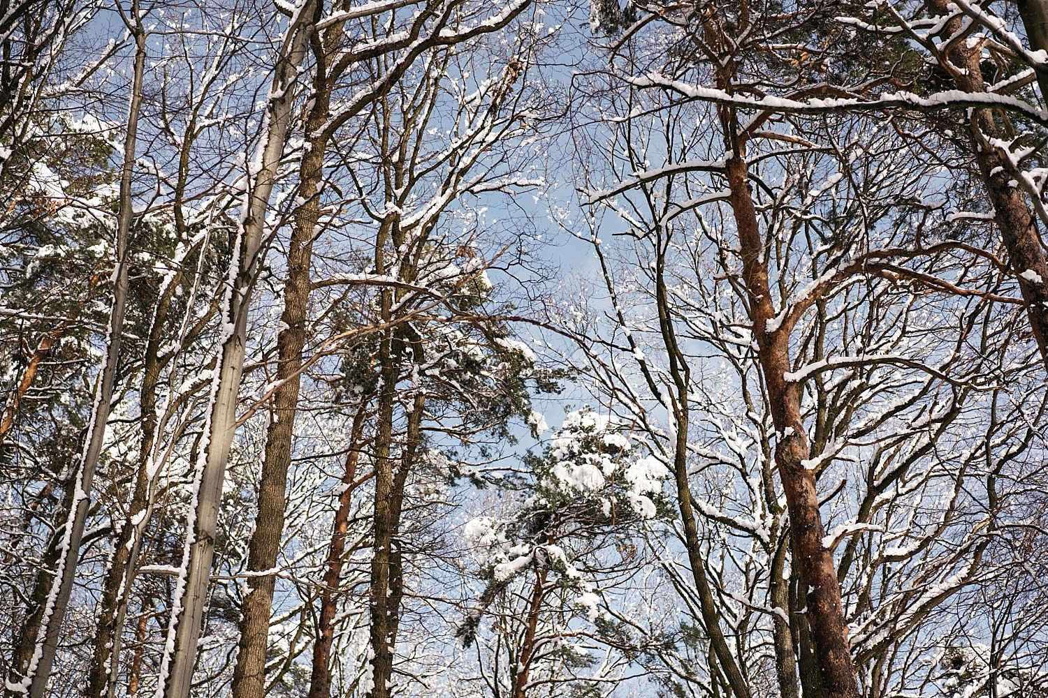 Cantons de l'est lac eupen randonnée neige Belgique barrage vesdre forêt hertogenwald