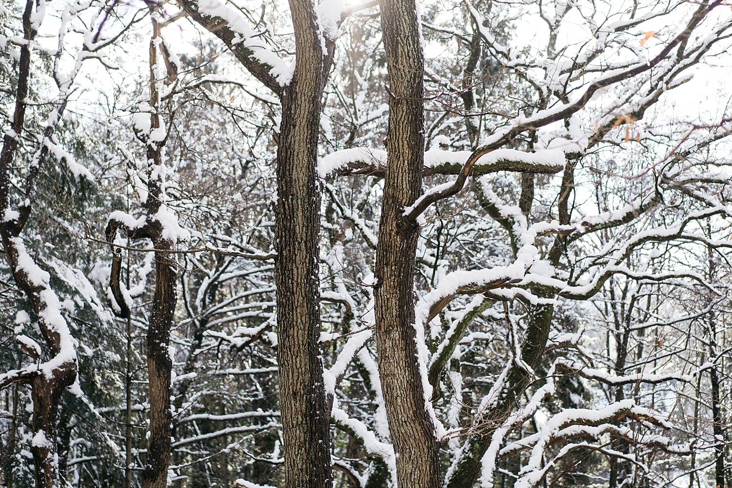 Cantons de l'est lac eupen randonnée neige Belgique barrage vesdre forêt hertogenwald